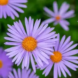 Aster blooms in the garden