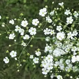 Delicate baby’s breath flowers