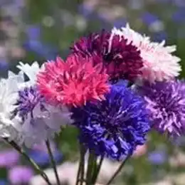 Blue bachelor button flowers