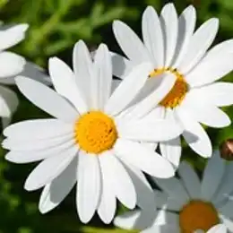 White daisies with yellow centres