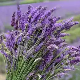 Purple lavender stems