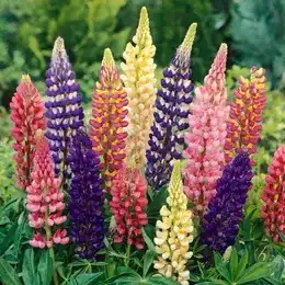 Colourful lupin flower spikes