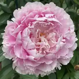 A full, soft pink peony bloom
