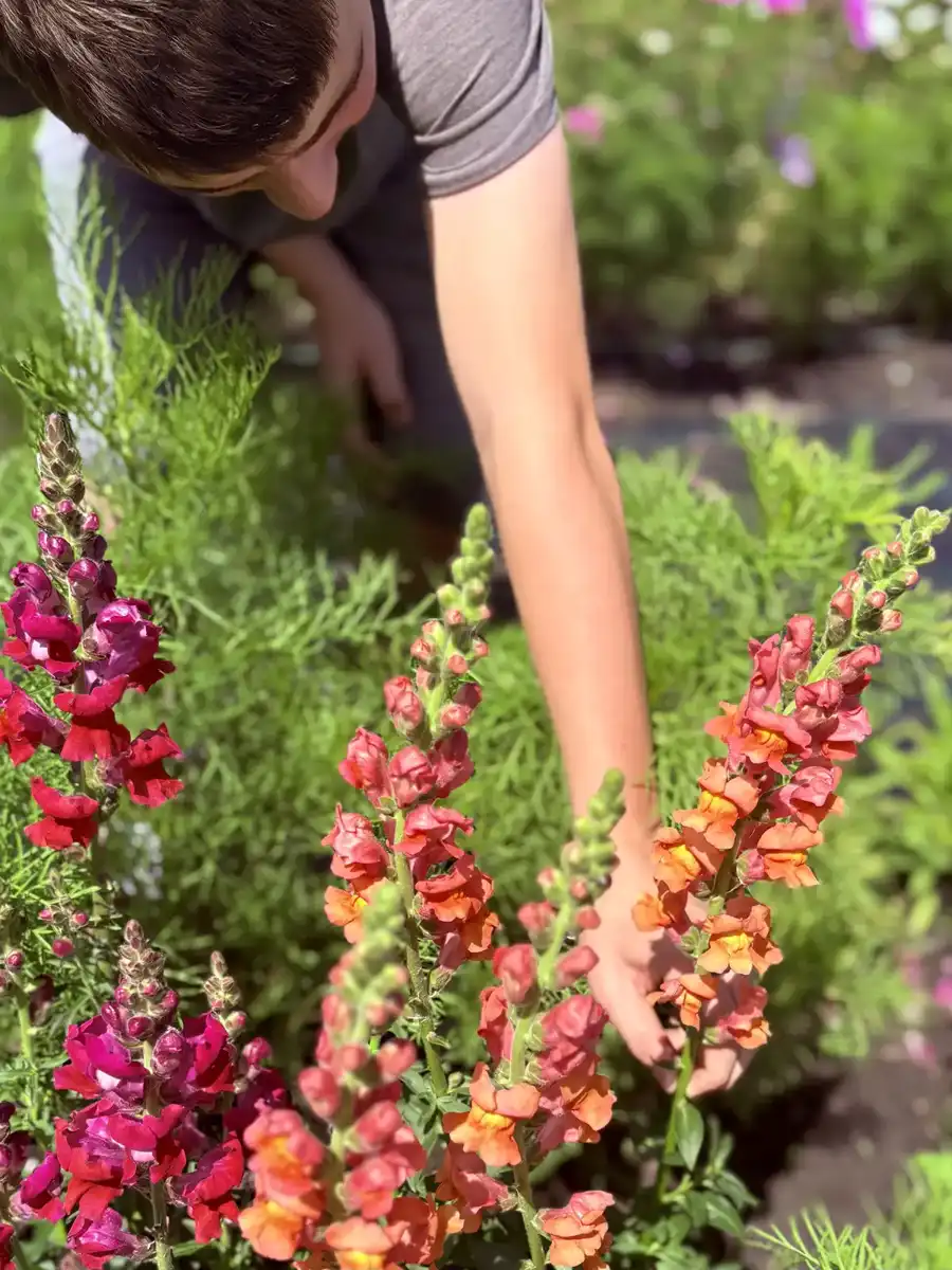 Picking colourful snapdragons by hand in the BG Bouquet flower garden
