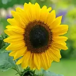 Golden-yellow sunflower petals
