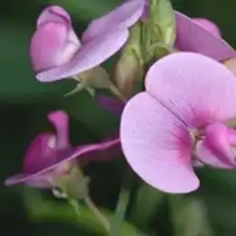 Delicate sweet pea blossoms